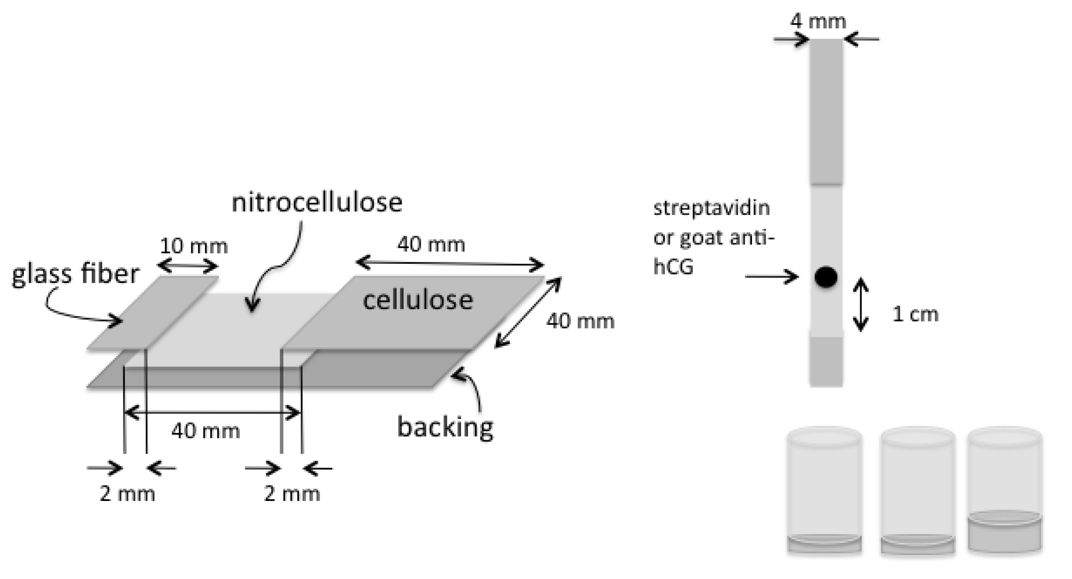 lateral flow test strip